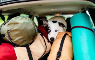 Blue-eyed dog looking out from the packed trunk of a car filled with camping gear and a rolled sleeping mat.